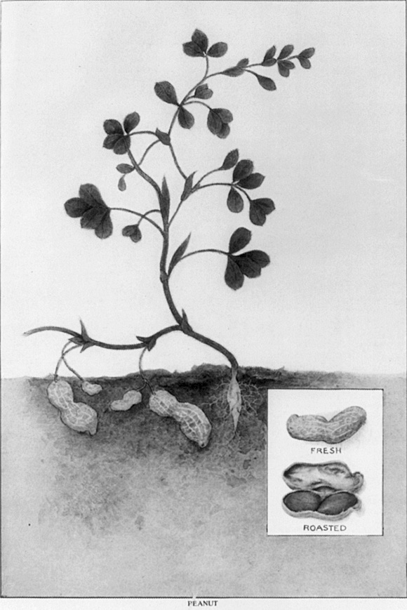花生作物的畫像 Drawing of a peanut plant 