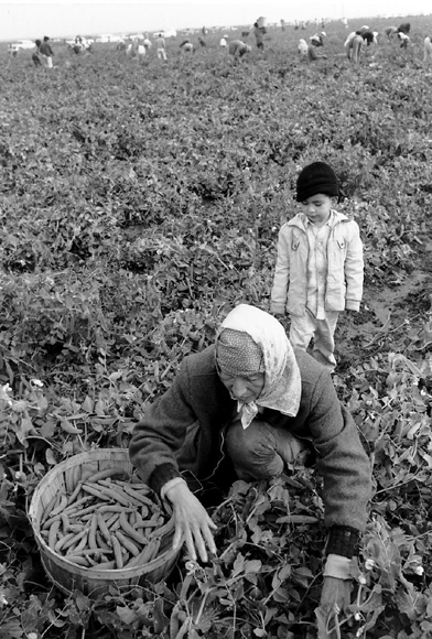 正在撿拾碗豆的農場季節工人(Migrant farm worker) 加州德拉諾(Delano)，1966年 