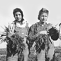 Photo of young Mexican women carrot workers