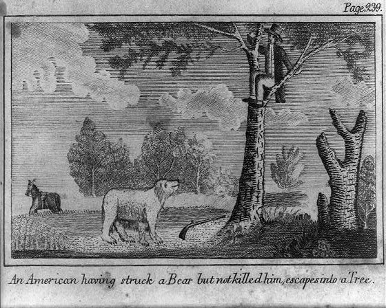 Black and white drawing of man in tree with bear waiting on the ground