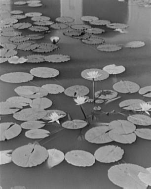 Water lilies.