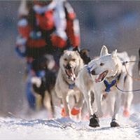 Photo of huskies pulling a sled