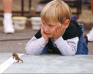 Photo of a young boy watching a toad
