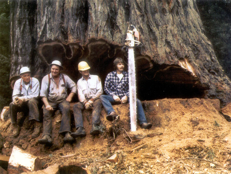 Photo of loggers sitting on a tree