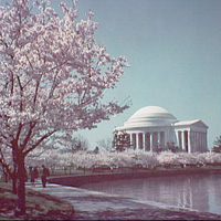 The Jefferson Memorial and blooming cherry trees on the Tidal Basin in Washington, D.C.