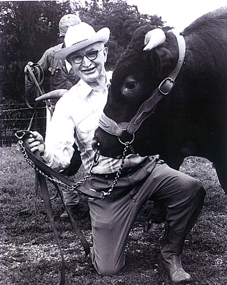 Photo of Senator Wayne Morris with his bull at the fair