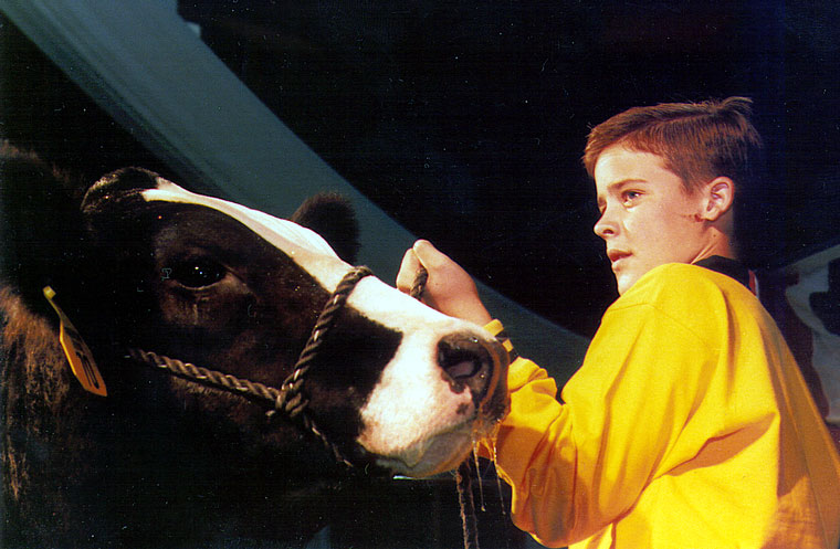 Photo of cow and young person