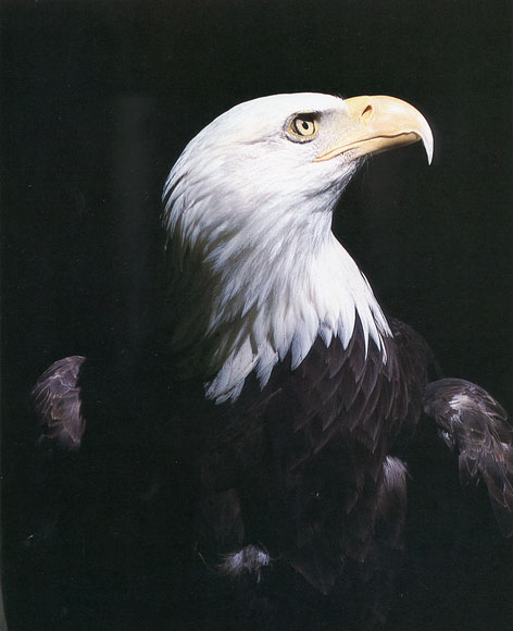 Photo of an eagle with black background