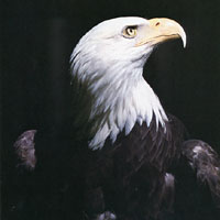 Photo of an eagle with black background