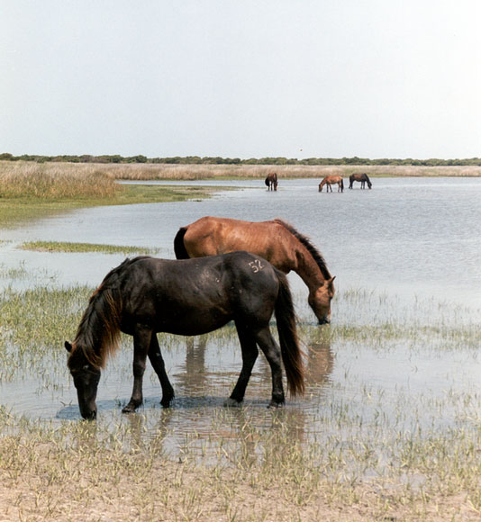 Photo of horses drinking