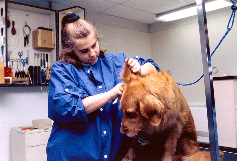 Photo of a woman trimming the ears of a golden retriever