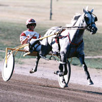 Photo of a harness racer