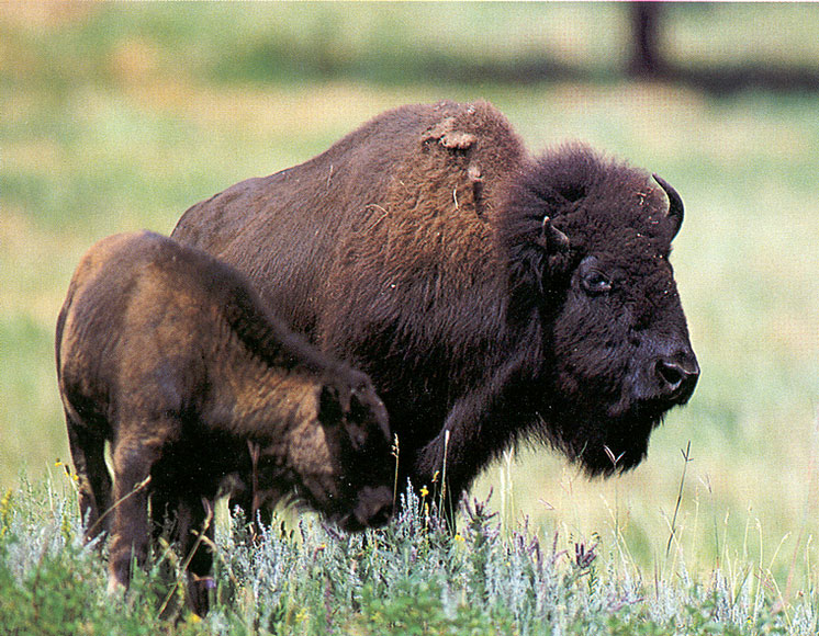Photo of two bison in a green meadow