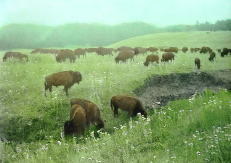 Bison grazing in Wind Cave National Park, Black Hills, South Dakota