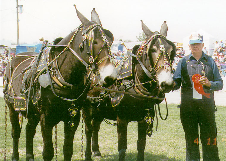 Photo of man holding a ribbon with two mules