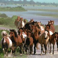 Photo of a herd of ponies running on Chincoteague shore