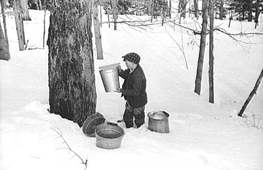 'Gathering sap from sugar trees for making maple syrup'