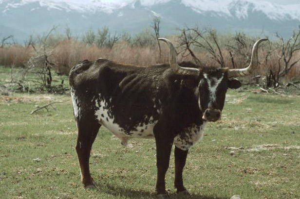 Longhorn Cattle