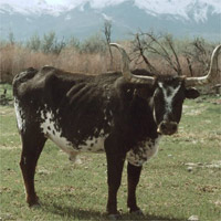 Longhorn Cattle