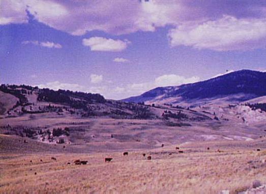 Sheep [cattle] on the Gravelly Range at the Foot of Black Butte, Madison County, Montana, 1942