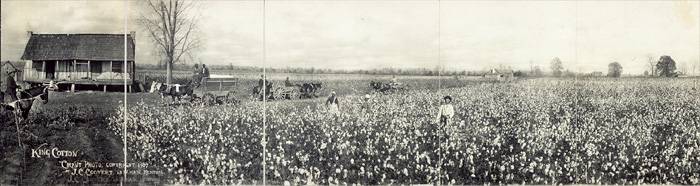 A panoramic view of cotton fields, 1907