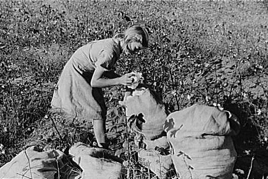 J.A. Johnson's oldest daughter picking cotton in cotton field, Statesville, North Carolina.