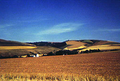 Wheat Farm, 1941