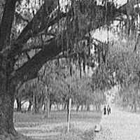 Avenue Under the Oaks, Old Dueling Grounds, New Orleans, Louisiana.