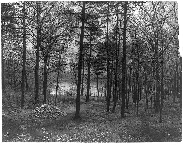 Site of Thoreau's hut, Lake Walden, Concord, Massachusetts