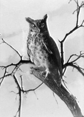 A horned owl