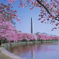 View of cherry trees in full bloom and the Washington Monument