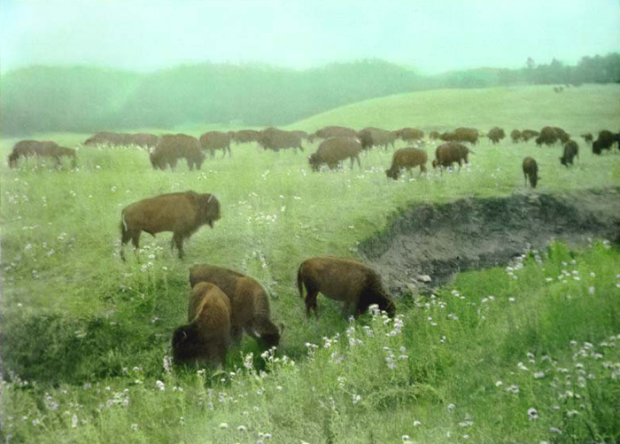 Buffalo at Wind Cave National Park, Black Hills, South Dakota