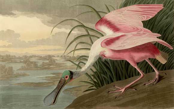 Audubon's 'The Birds of America.'