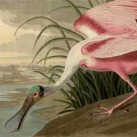 Audubon's 'The Birds of America.'