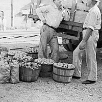 Apples and peddlers, Steele, Missouri, 1938