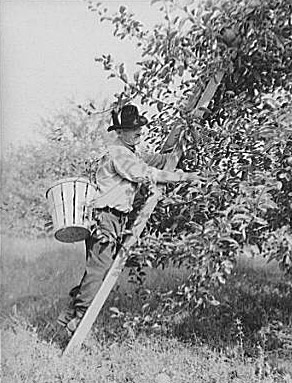 Picking Apples, Camden County, New Jersey 1938