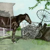 Just plain horse sense, I don't like this buggy business!