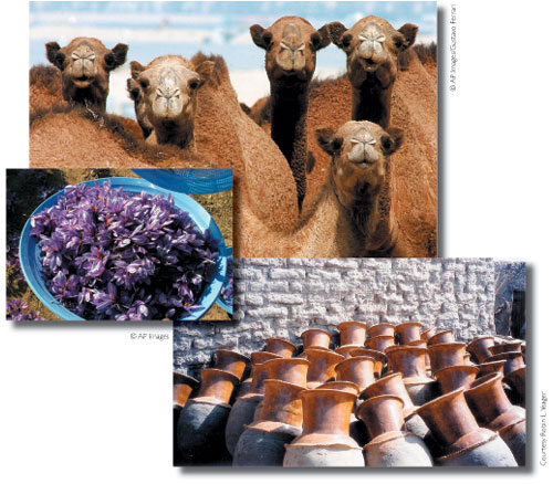 camel (駱駝)、saffron (番紅花)、jar (罐) 等單詞都來自阿拉伯語