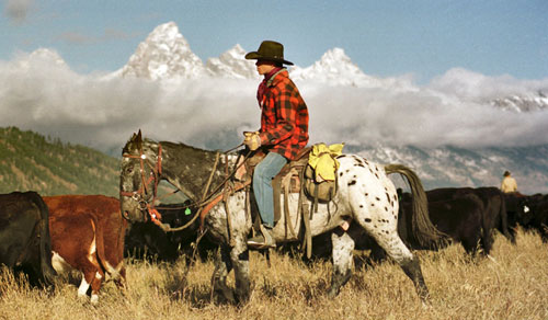 一位典型的美國牛仔在懷俄明州放牧。
