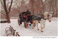 乘漢森馬車在紐約中央公園踏雪 