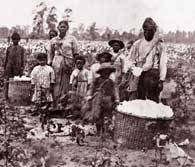 Slave family picking cotton near Savannah, Georgia, in the early 1860s.