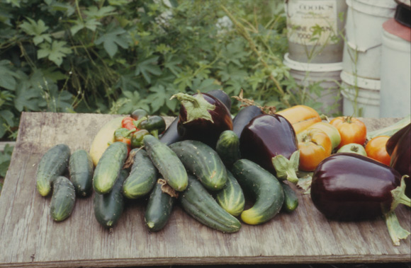 種植新鮮蔬菜，可自用亦可銷售 Farm fresh vegetables to be eaten or sold 