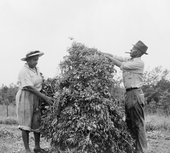 農夫們集合起來種植花生