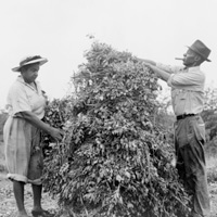 農夫們集合起來種植花生