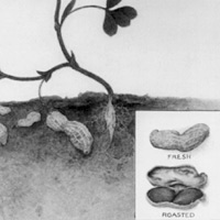 花生作物的畫像 Drawing of a peanut plant 