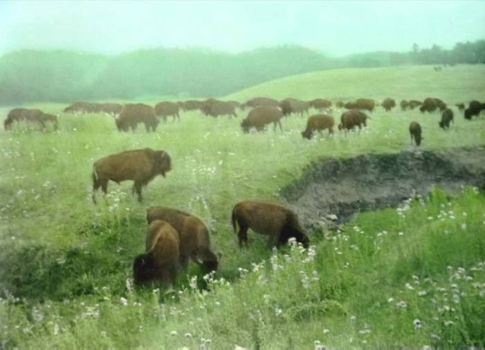 Buffalo grazing at Wind Cave National Park, Black Hills, South Dakota