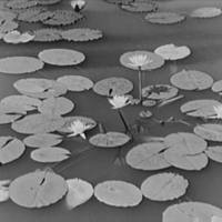 Water lilies.