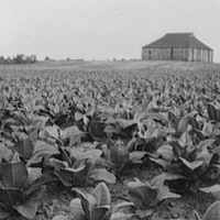 煙草農場 A tobacco farm