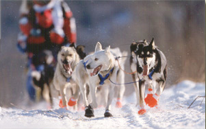 Photo of huskies pulling a sled