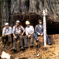 Photo of loggers sitting on a tree